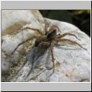 Pardosa amentata - Wolfspinne 02.jpg